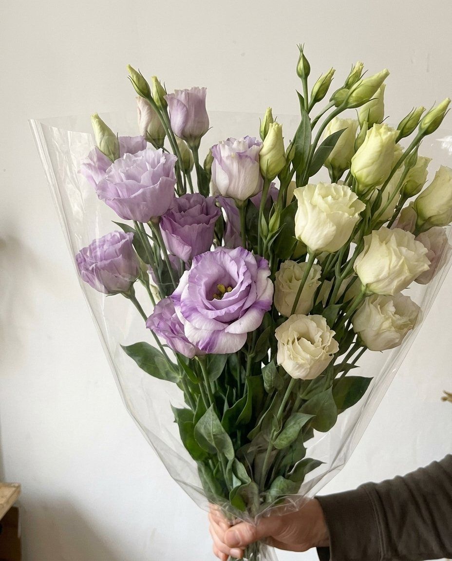 Manat: 15 lisianthus: 15 lisianthus del productor, amb la seva funda
